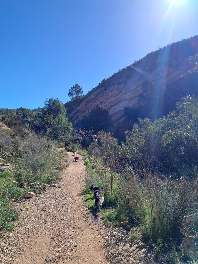 Welcome to the Campo! Why We Traded the UK for Rural Spain (With 4 Dogs)
