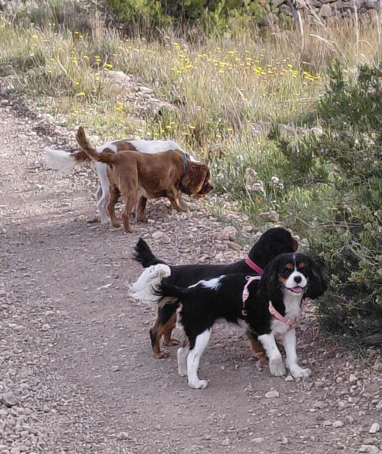 Meet The Pack!